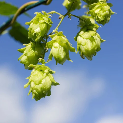 Alles rund ums Bozner Bier Alles rund ums Bozner Bier
