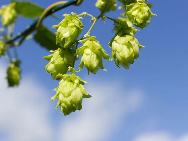 Alles rund ums Bozner Bier Alles rund ums Bozner Bier